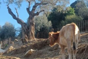 Lire la suite à propos de l’article Appel à Contributions : Forum Origine, Diversité et Territoires “Journées Scientifiques d’Agroécologie”