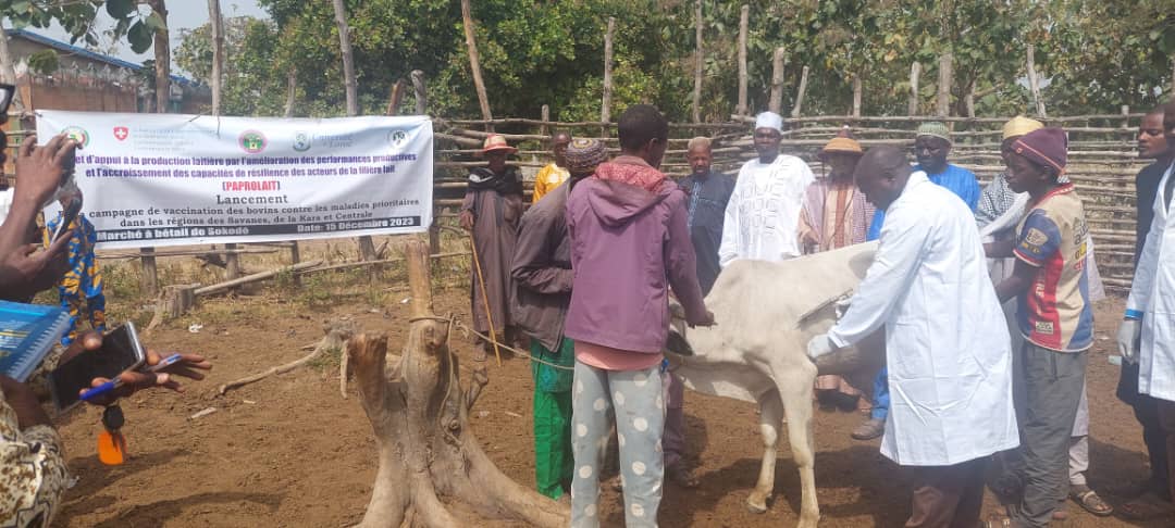 You are currently viewing Lancement de la campagne nationale de vaccination des bovins au Togo