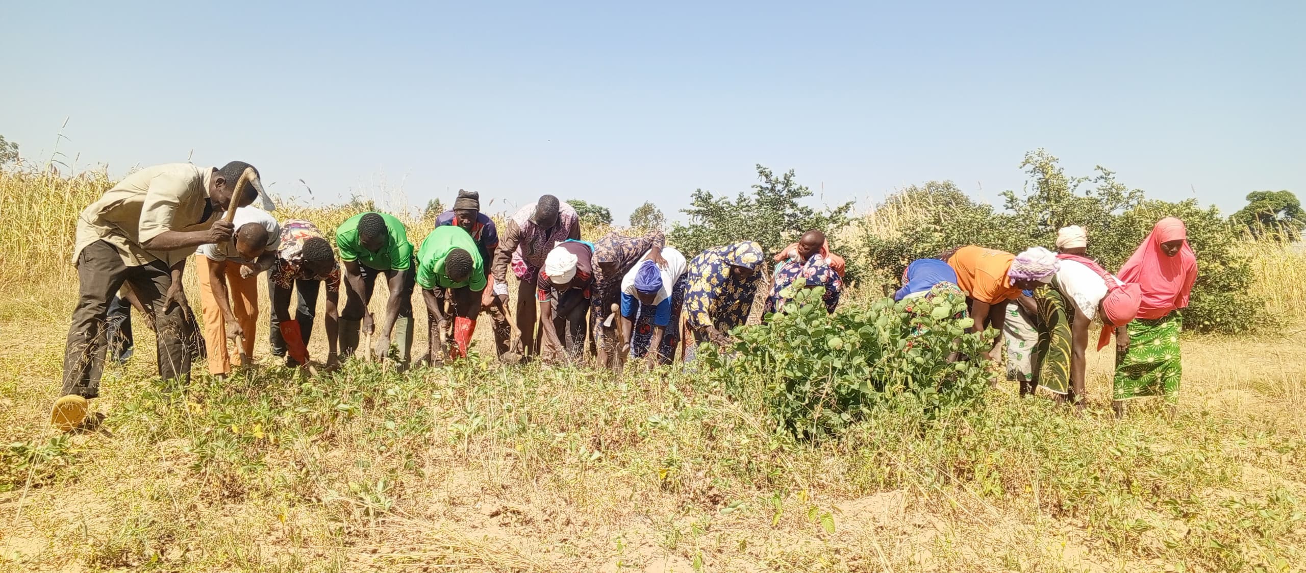 You are currently viewing Récoltes et résilience : l’accompagnement des agropasteurs porte ses fruits au Burkina Faso