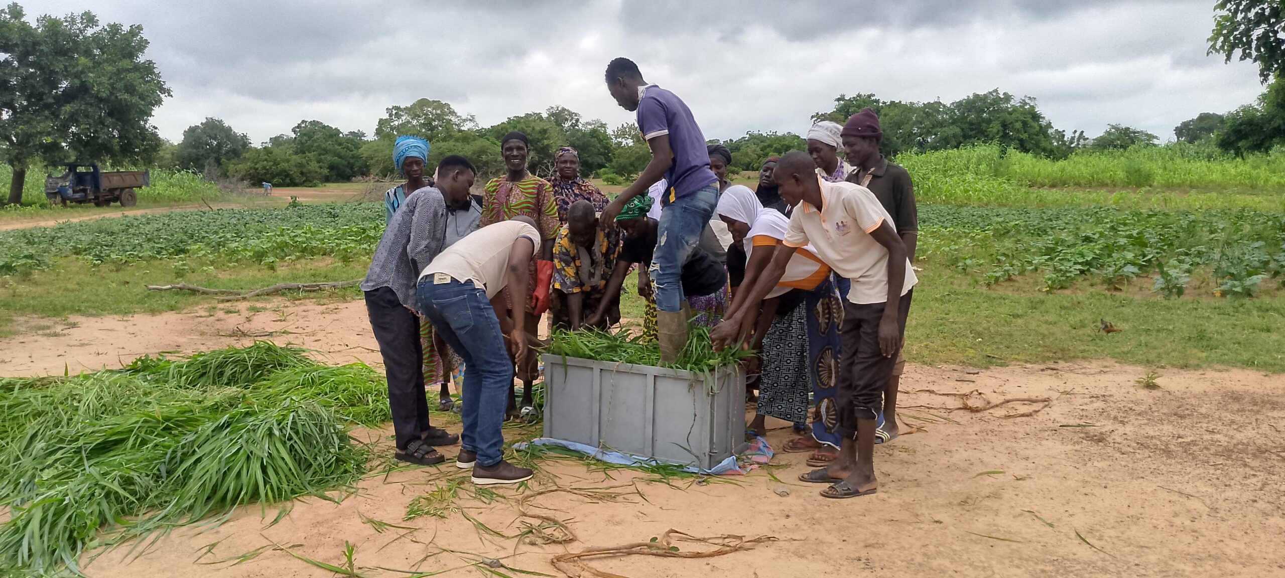 Lire la suite à propos de l’article Sessions de renforcement des capacités des agropasteurs en techniques de fauche et conservation du fourrage