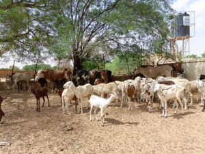 Lire la suite à propos de l’article Insertion socio-professionnelle des jeunes en milieu pastoral et agropastoral : des kits adaptés aux métiers choisis par les jeunes