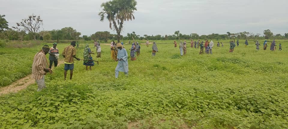 You are currently viewing Projet résilience agropasteurs : les communautés en première ligne pour la récupération des terres dégradées